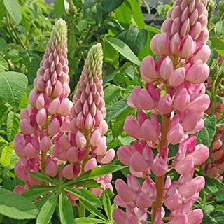 Altramuz, Lupino rosa